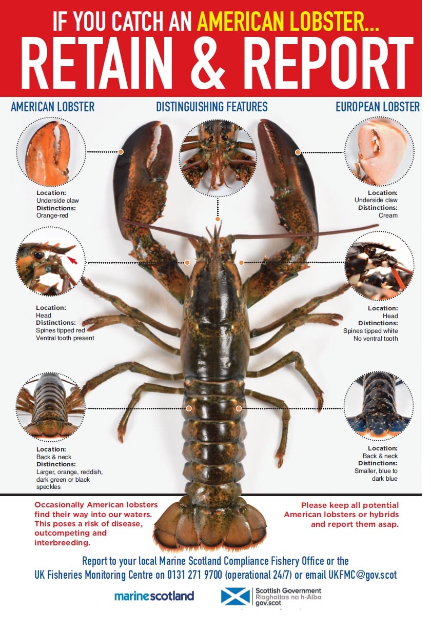 Invasive American Lobster- Retain and Report | Shetland Community